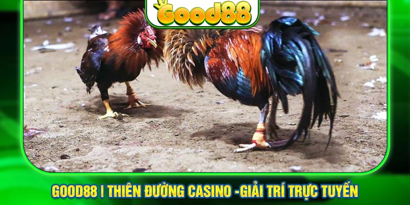 Luật Chơi Đá Gà Thomo Tại Nhà Cái Good88