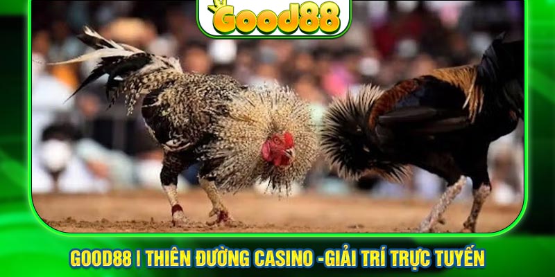 Giới Thiệu Về Sảnh Game Đá Gà Thomo